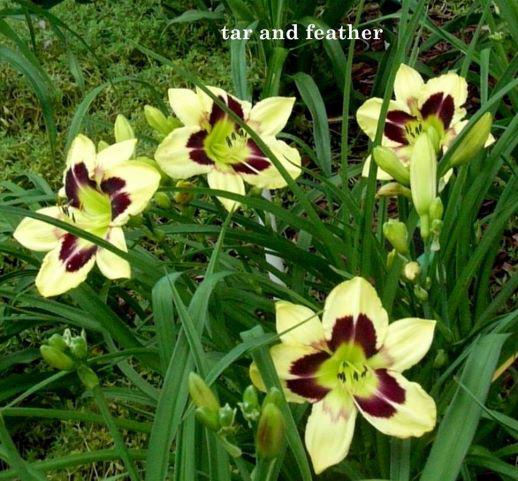 tar and feather rs